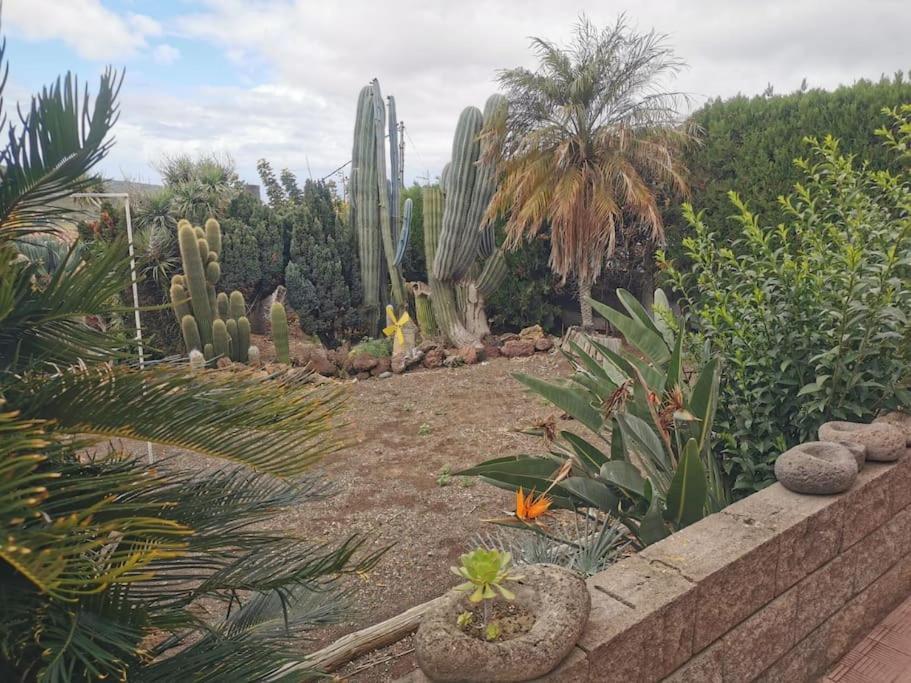 Los Cactus ซานตาครูซ เด เตเนริเฟ ภายนอก รูปภาพ